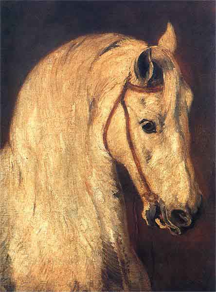 Studium of Horse Head